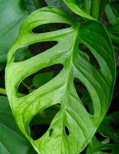 Monstera obliqua 30cm |