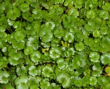 Hydrocotyle Dwarf Oxygenating