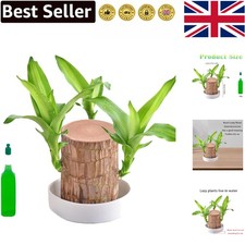 Compact lucky bamboo - lucky, in