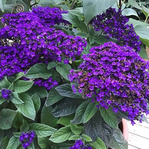 Heliotropium arborescens extra