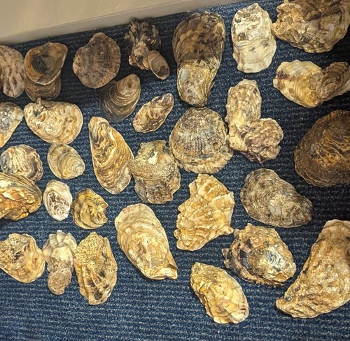 Giants oysters shells - 10,