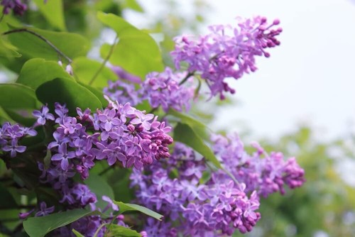 Purple lilac seedlings for - purple,