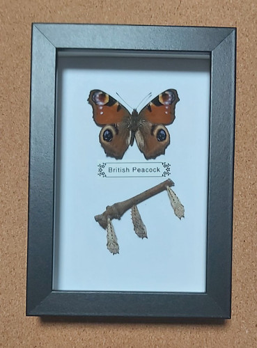 Taxidermy real framed - taxidermy, british
