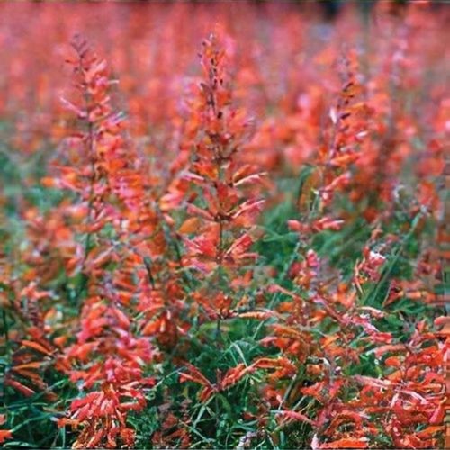 Scented agastache apache - 6,