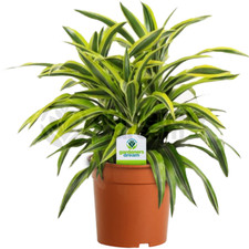Dracaena Surprise - 1 Plant -