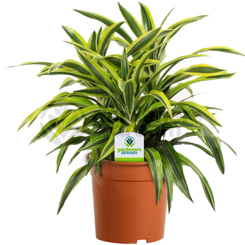 Dracaena surprise plant - dracaena,