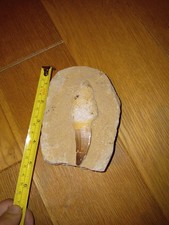 mosasaur tooth fossil