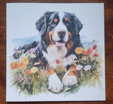 Stunning Bernese Mountain Dog