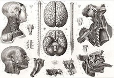 Art Poster Brain and Nerves 1850s Medical Anatomy Print