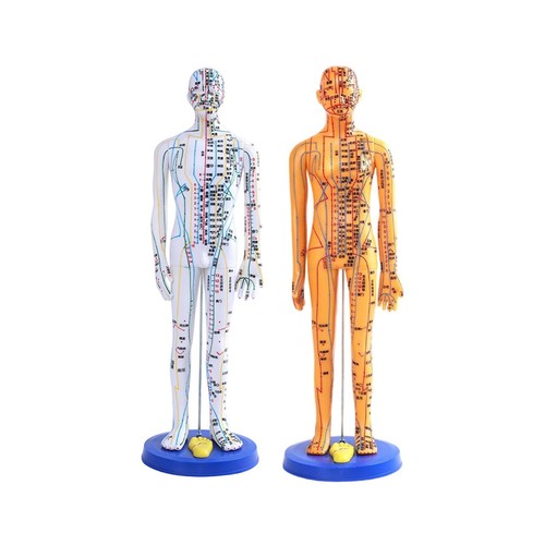 Chinese acupuncture model - ,