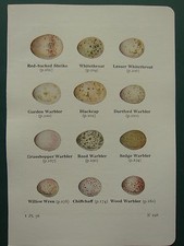 VINTAGE BIRD PRINT ~ BRITISH