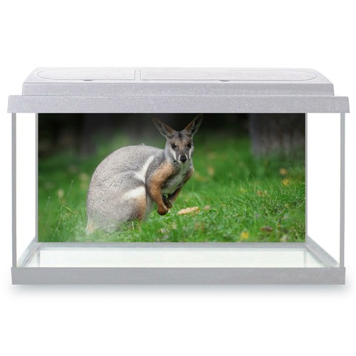 Fish tank background 90x45cm - fish,