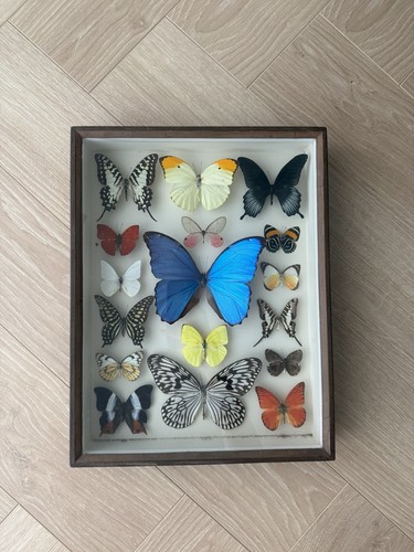 Framed butterflies taxidermy - framed,