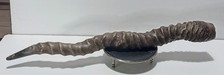vintage kudu spiral horn