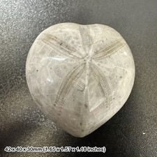 Polished micraster echinoid