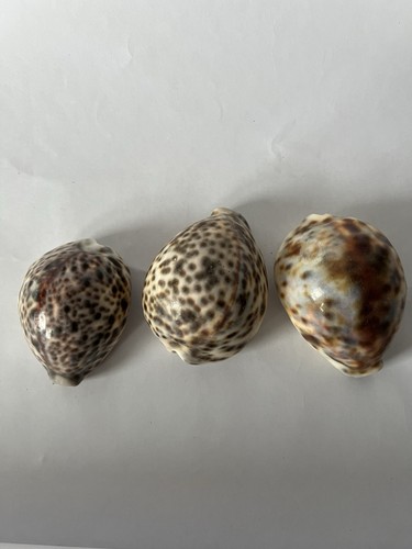 Cowrie tigris shells - cowrie,