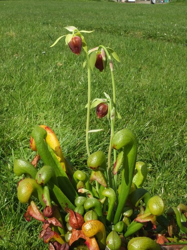 Cobra lilly darlingtonia - cobra,