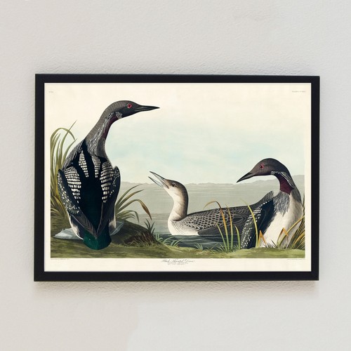 1831 vintage bird - 1831,