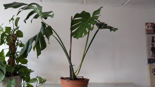 Large monstera deliciosa swiss - monstera,