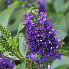 Mixed Large, Evergreen Shrubs