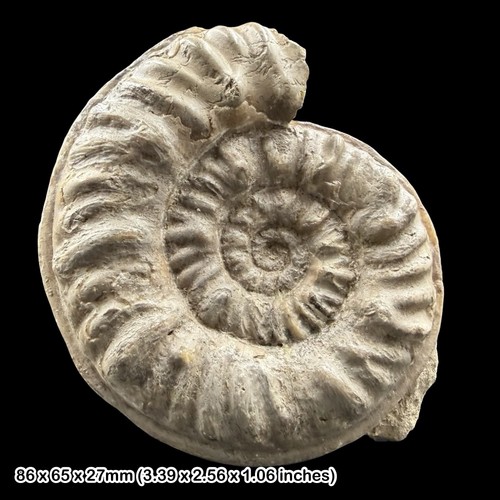 Denckmannia pseudoerbaensis - denckmannia,