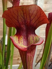 Sarracenia x Asbo JSH172