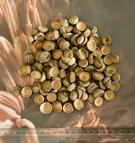 150 acorn caps from - acorn,