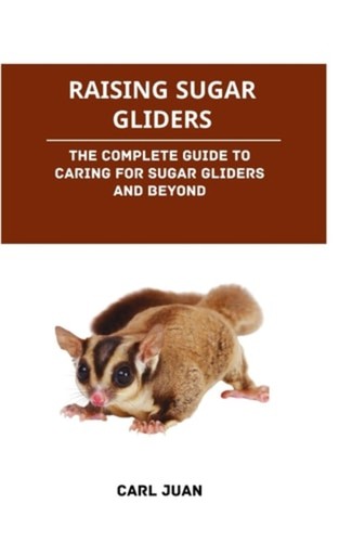 Raising sugar gliders - sugar, the