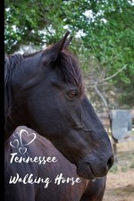 Tennessee Walking Horse