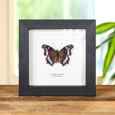 Blue Admiral Butterfly Taxidermy in Box Frame (Kaniska canace)