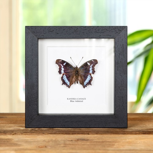 Blue admiral butterfly - blue,