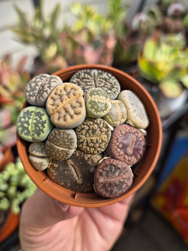 Lithops living stones potted - living,