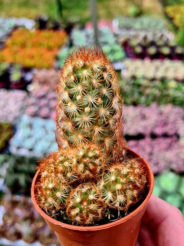 Mammillaria elongata rubra - mammillaria, |