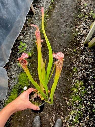 Sarracenia leucophylla seed - sarracenia,