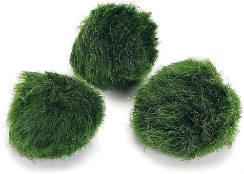 Marimo moss balls - x, always