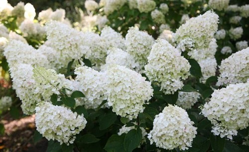 Hydrangea paniculata silver - hydrangea,