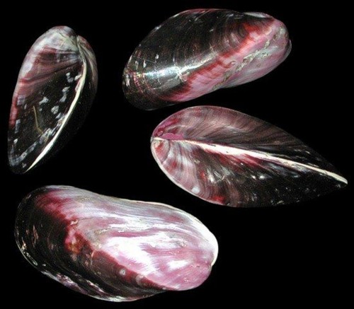 Polished purple mussel shells - polished,