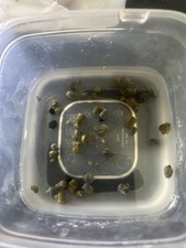 Live Freshwater Aquarium