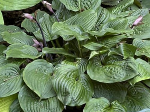 Hosta celtic bouquest pot - bouquest,
