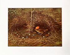 BOWER Bird Print - 1920 Mounted Antique Colour Lithograph