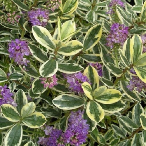 Hebe variegata shrub plant - variegata,