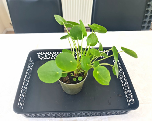 Chinese money plant - chinese,