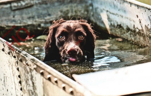 Picture postcard dog english - dog,,