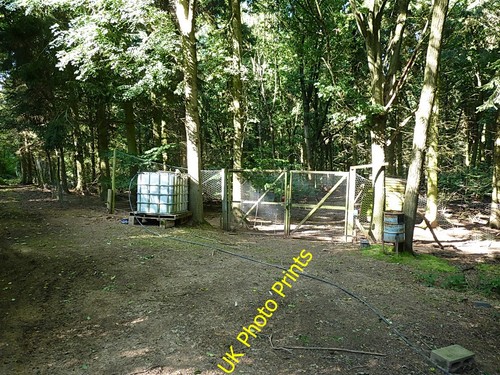 Photo 6x4 pheasant - 6x4, pheasant-rearing