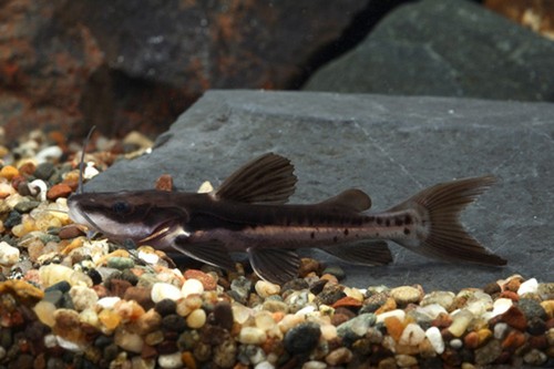 Redtail tiger shovelnose - redtail,