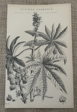 Antique botanical print - botanical, c1870s