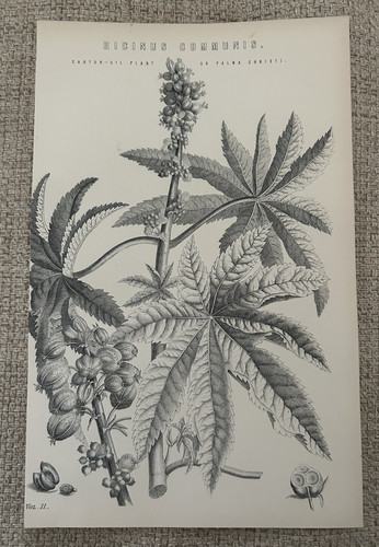 Antique botanical print c1870s - antique,