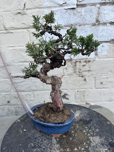 Juniper bonsai about - ,