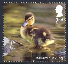 Mallard duckling on 2025 stamp