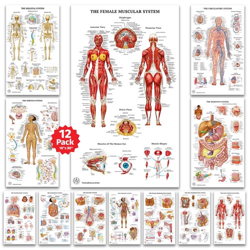 Human anatomy posters - 11,